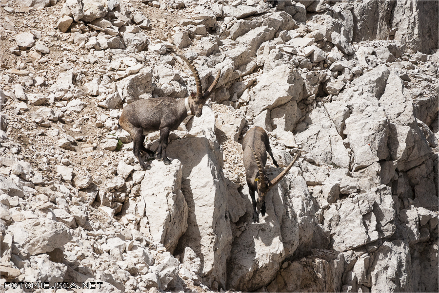 2013 08 03 cima della vezzana 0809
