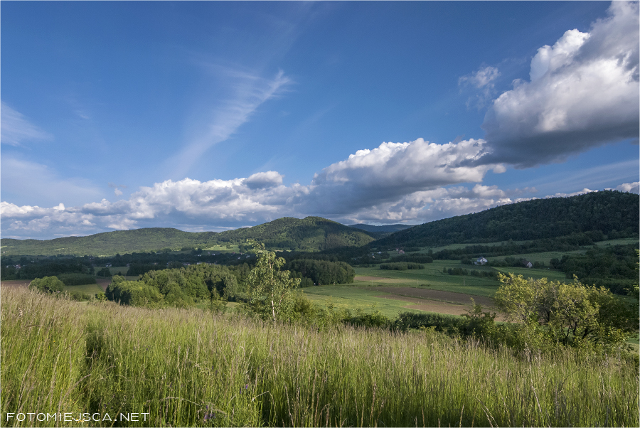 Kuwik samotne drzewo dąb w Inwałdzie panorama Beskidu Małego