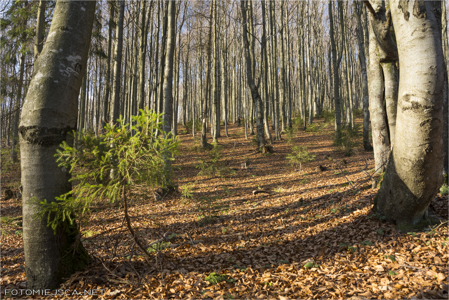 2014 11 02 mala wielka rycerzowa 3303
