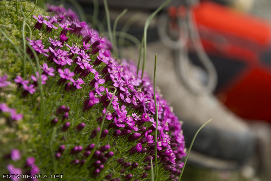 Tatrzańska flora Lepnica bezłodygowa