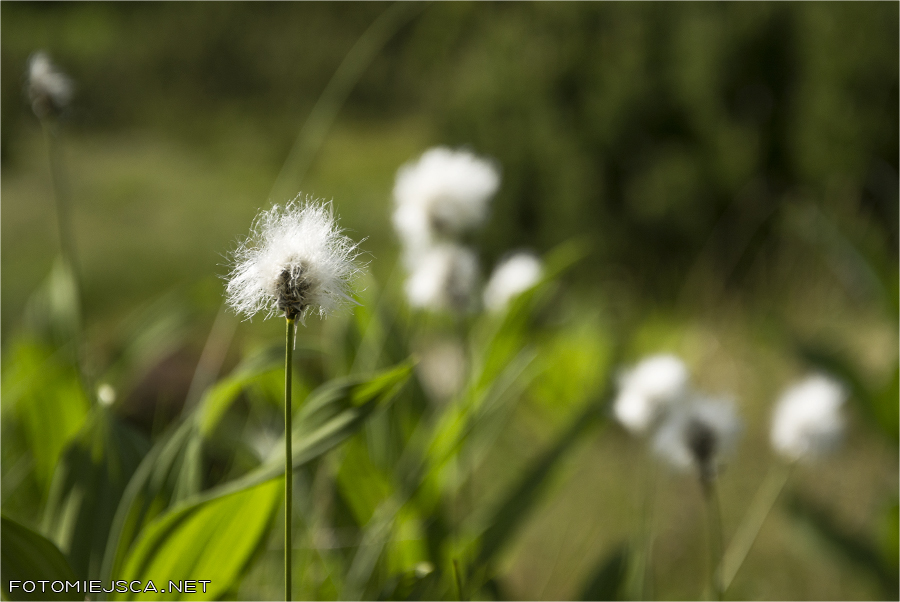 Dolina Staroleśna Tatrzańska flora Dzika bawełna
