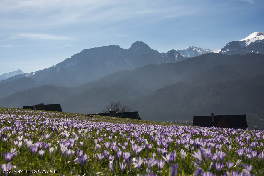 Giewont Tatry Zachodnie Krokusy Kościelisko